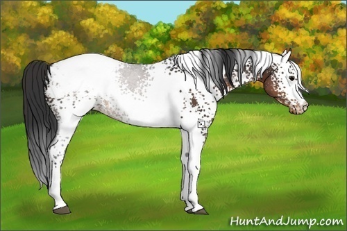 Horse Color:White Spotted Brown Appaloosa