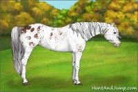 Horse Color:White Spotted Brown Appaloosa 