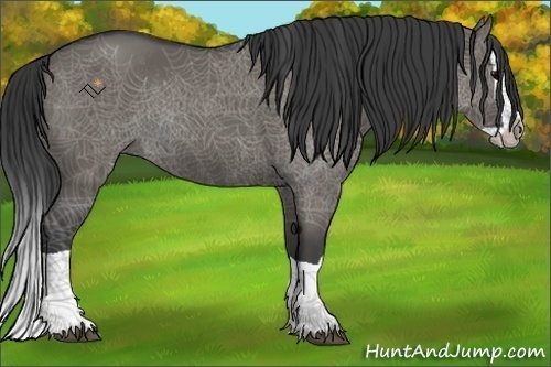 Horse Color:Grullo Splash Rabicano