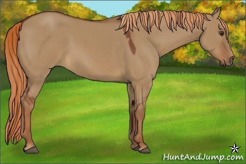 Horse Color:Red Dun