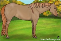 Horse Color:Red Dun 