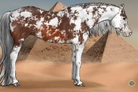 Horse Color:Bay Sabino 