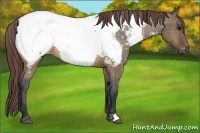 Horse Color:Brown Dun Near Fewspot 