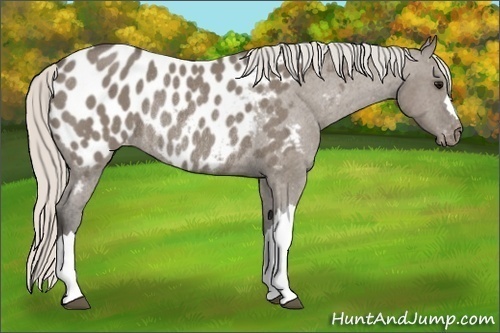Horse Color:Silver Grullo Near Leopard Rabicano 