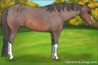 Horse Color:Bay Appaloosa