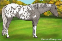 Horse Color:Silver Black Tobiano Appaloosa