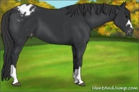 Horse Color:Black Appaloosa