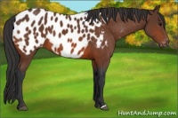 Horse Color:Bay Appaloosa 