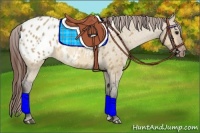 Horse Color:Bay Dun Appaloosa 