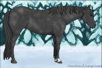 Horse Color:Smoky Black 