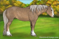 Horse Color:Chocolate Palomino Sabino 