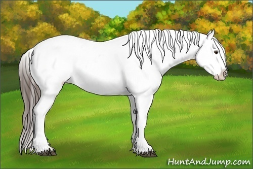 Horse Color:Liver Chestnut Appaloosa 