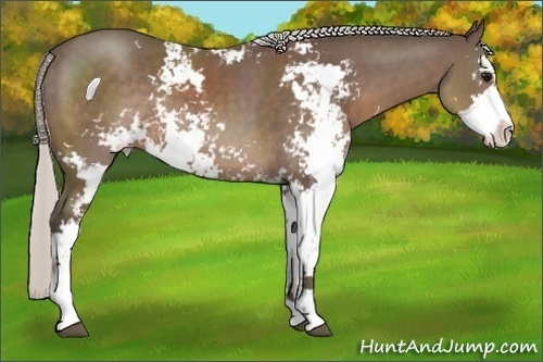 Horse Color:Silver Black Sabino Rabicano 