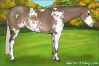 Horse Color:Silver Black Sabino Rabicano 