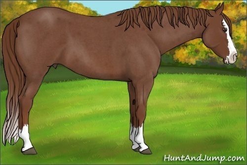 Horse Color:Red Roan Splash 