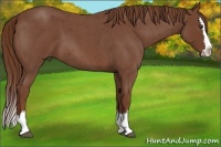 Horse Color:Red Roan Splash 