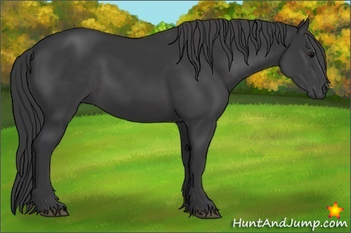 Horse Color:Black 