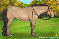 Horse Color:Amber Champagne Sabino 