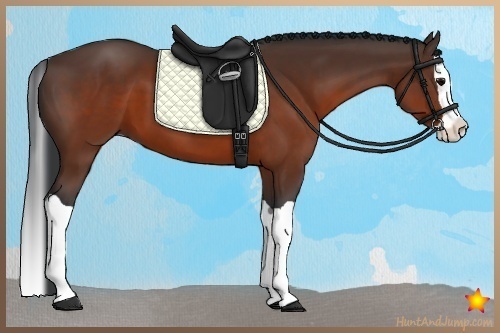 Horse Color:Brown Splash 