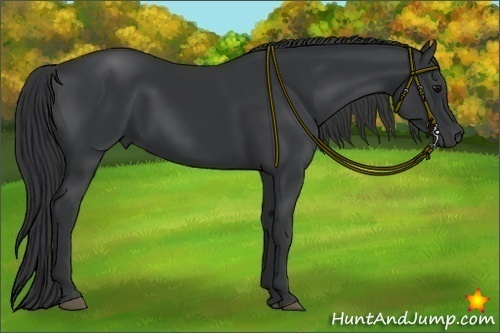 Horse Color:Black 