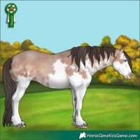 Horse Color:Sable Champagne Splash 