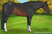 Horse Color:Brown 