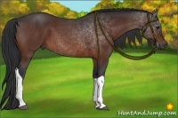 Horse Color:Bay Tobiano 