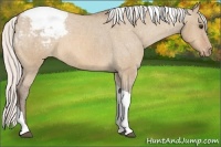 Horse Color:Silver Bay Dun Tobiano Snowcap 