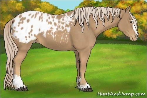 Horse Color:Palomino Sabino Blanket 