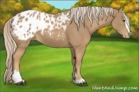 Horse Color:Palomino Sabino Blanket