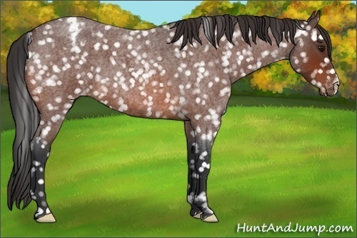 Horse Color:Bay Roan Appaloosa 
