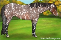 Horse Color:Bay Roan Appaloosa 