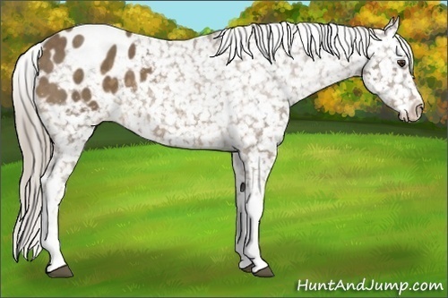 Horse Color:Chocolate Palomino Tobiano Snowflake Varnish