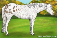 Horse Color:Chocolate Palomino Tobiano Snowflake Varnish 