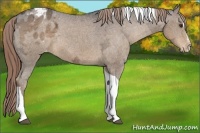 Horse Color:Liver Chestnut Ice Sabino Tobiano Appaloosa