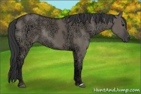 Horse Color:Grullo Ice Rabicano