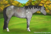 Horse Color:Grullo 