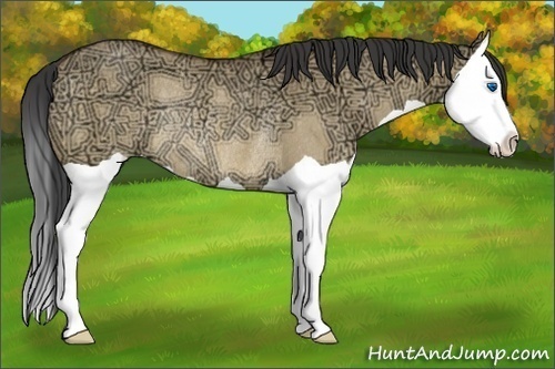 Horse Color:Buckskin Ice Dun Splash Rabicano