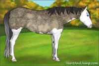 Horse Color:Buckskin Ice Dun Splash Rabicano 