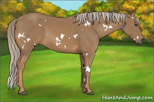 Horse Color:White Spotted Palomino 