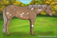 Horse Color:White Spotted Palomino 