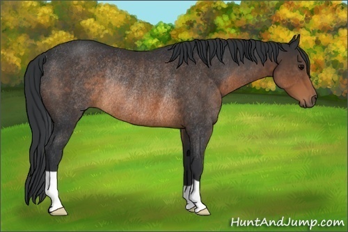Horse Color:Brown Rabicano