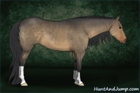 Horse Color:Brown Dun 