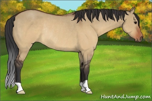 Horse Color:Brown Dun Rabicano