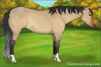 Horse Color:Brown Dun Rabicano