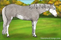Horse Color:Silver Black Sabino Splash Varnish 