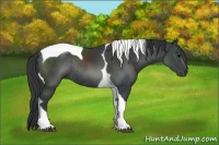 Horse Color:Black Tobiano Rabicano
