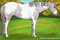 Horse Color:Grullo Tobiano Frame Snowcap 