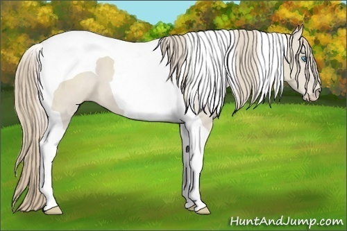 Horse Color:Smoky Creme Tobiano