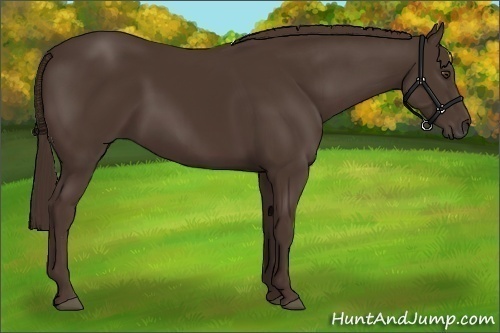 Horse Color:Liver Chestnut 